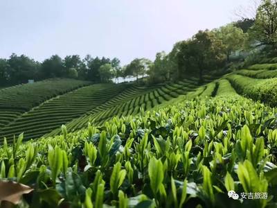 安吉白茶频频央视亮相，清韵飘逸便是生活艺术的至高致敬