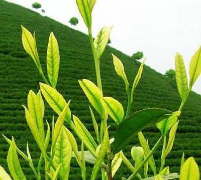 枞阳人的那些茶事