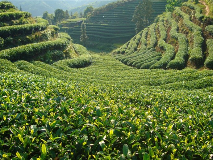 信阳白露茶 秋韵凝香，岁月陈韵