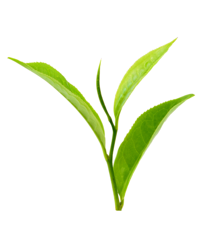 清新茶叶图片大全
