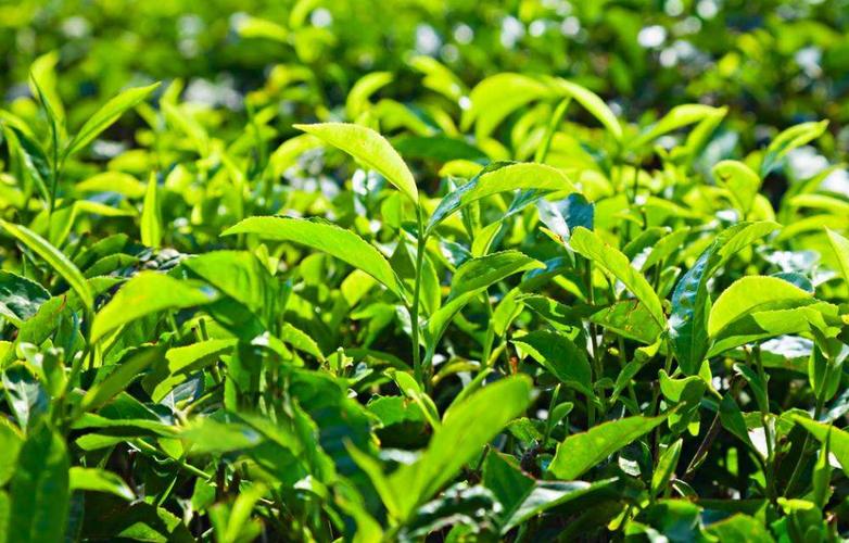 茶叶叶面肥与生长精 催芽专用叶面肥的作用与科学使用